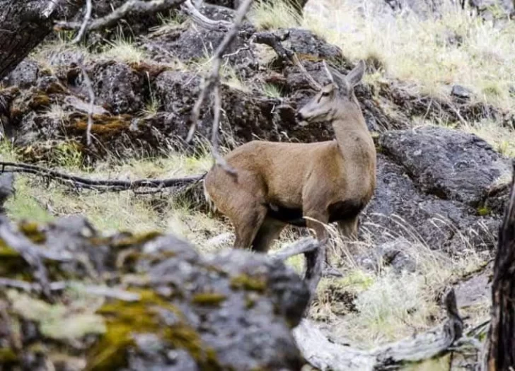 Advierten presencia de jauría en zona donde habita el huemul