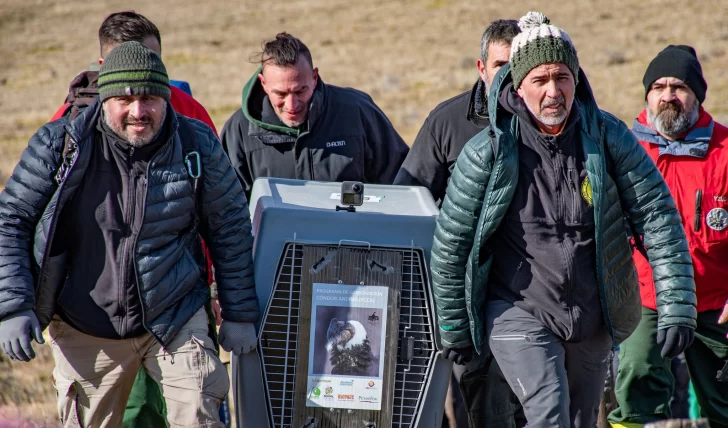  Walaq llegando al Mirador de los Cóndores para ser liberado.
