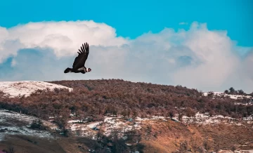 ¡Buen viaje Walaq!: el cóndor andino, que se intoxicó y fue rescatado, volvió a volar