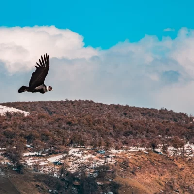 ¡Buen viaje Walaq!: el cóndor andino, que se intoxicó y fue rescatado, volvió a volar ¡Buen viaje Walaq!: el cóndor andino, que se intoxicó y fue rescatado, volvió a volar