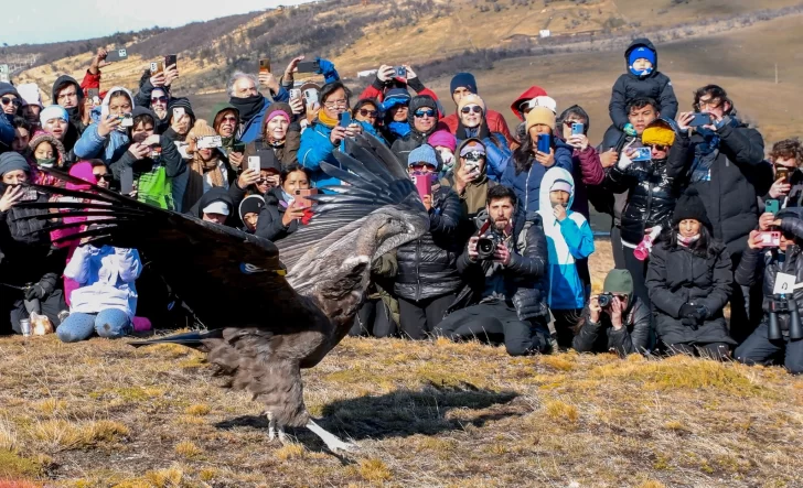  Walaq fuera de la caja y preparándose para abrir sus alas.