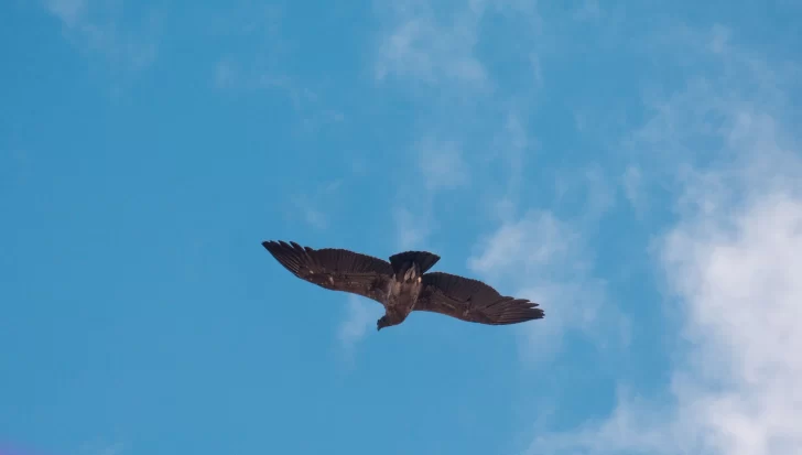  Walaq nuevamente volando, después de cinco meses.