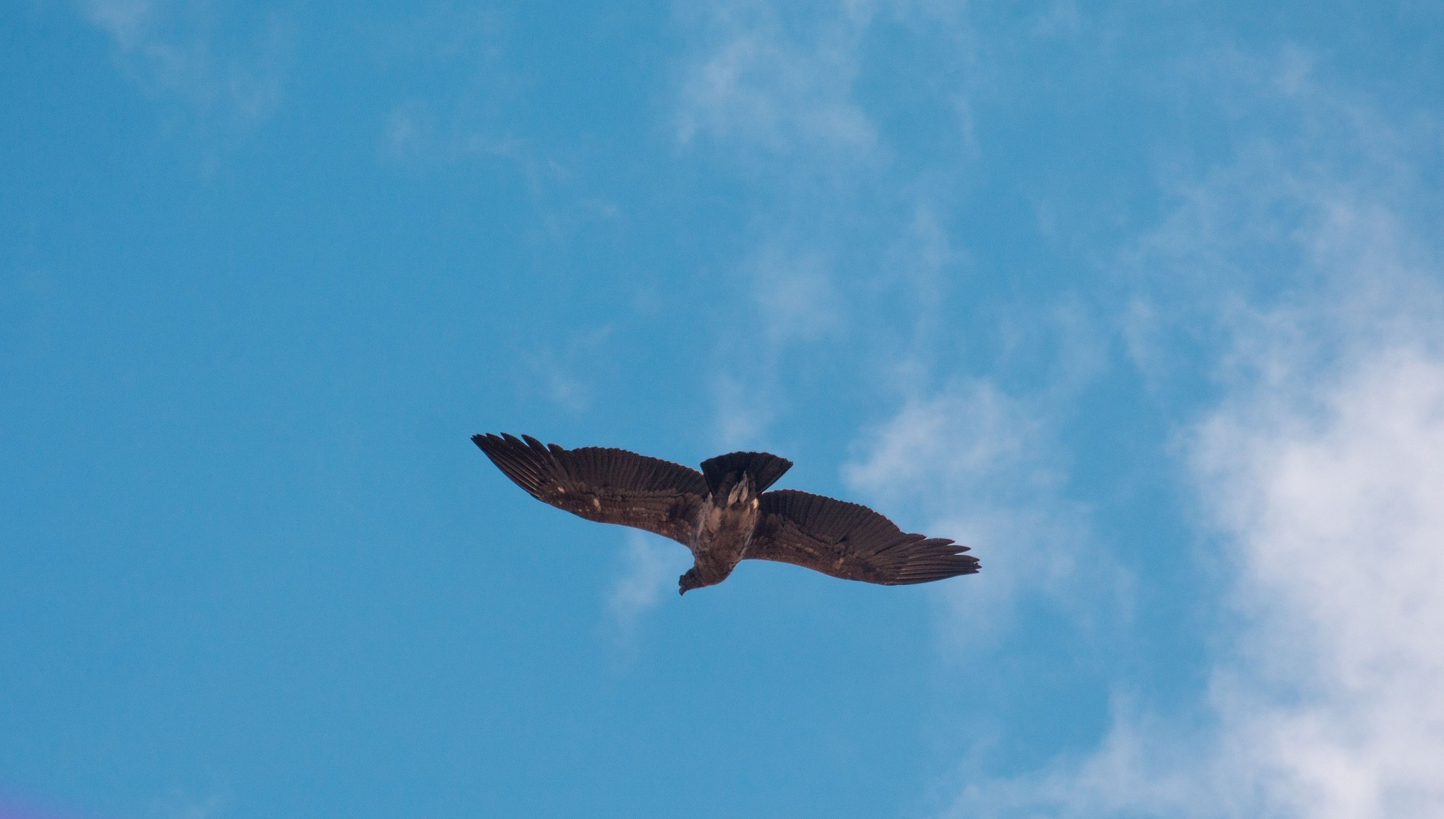  Walaq nuevamente volando, después de cinco meses.