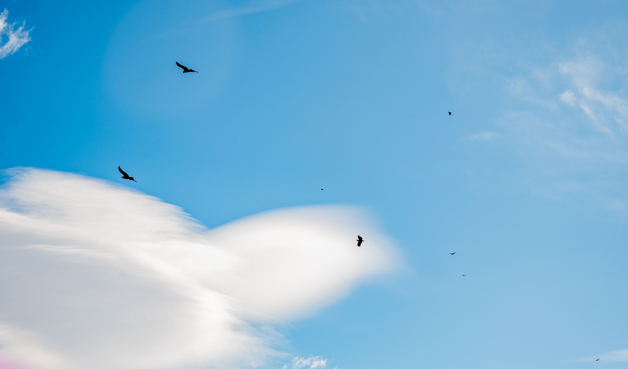  Una bandada de cóndores recibió a Walaq.