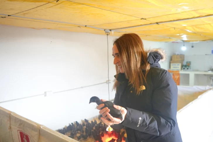 NADIA-RICCI-PROYECTO-AVICOLA-2-728x485 NADIA-RICCI-PROYECTO-AVICOLA-2-728x485