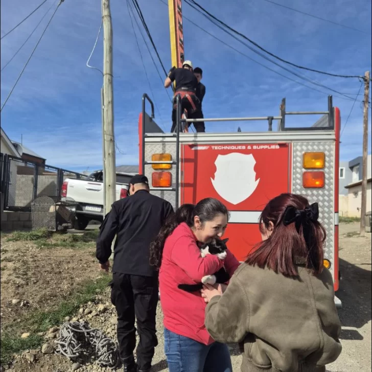  El felino volvió a los brazos de su dueña.