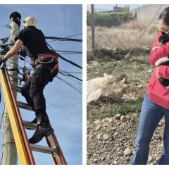 Bomberos rescataron a un gato que no podía bajarse de un poste