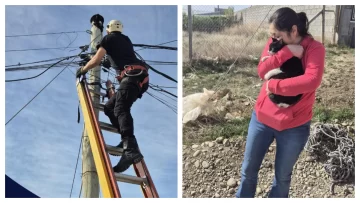 Bomberos rescataron a un gato que no podía bajarse de un poste Bomberos rescataron a un gato que no podía bajarse de un poste
