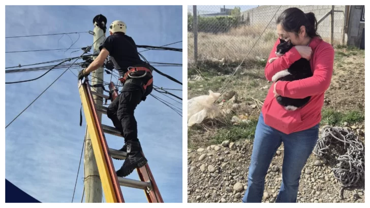 Bomberos rescataron a un gato que no podía bajarse de un poste