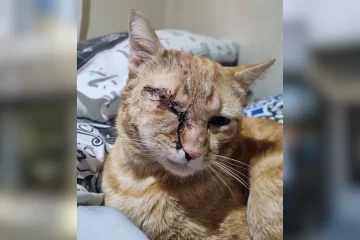 Maltrato animal en Río Gallegos: un hombre pateó a un gato y le provocó una grave infección Maltrato animal en Río Gallegos: un hombre pateó a un gato y le provocó una grave infección