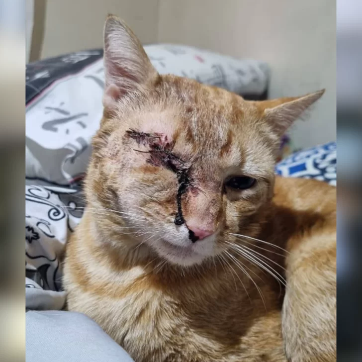 Maltrato animal en Río Gallegos: un hombre pateó a un gato y le provocó una grave infección Maltrato animal en Río Gallegos: un hombre pateó a un gato y le provocó una grave infección
