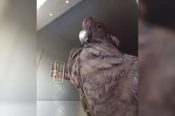 Walaq, el cóndor rescatado en Río Mayer, será liberado este jueves en 28 de Noviembre Walaq, el cóndor rescatado en Río Mayer, será liberado este jueves en 28 de Noviembre