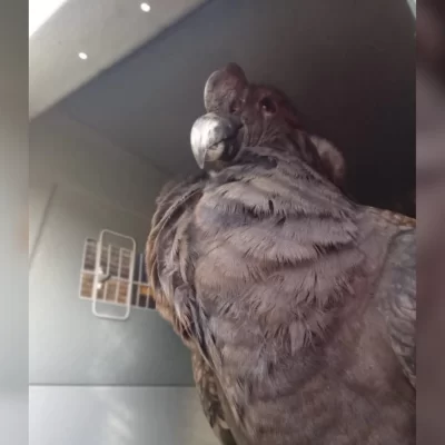 Walaq, el cóndor rescatado en Río Mayer, será liberado este jueves en 28 de Noviembre Walaq, el cóndor rescatado en Río Mayer, será liberado este jueves en 28 de Noviembre