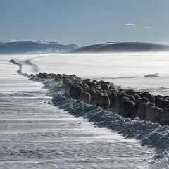 Santa Cruz: cómo se recompuso y  qué desafíos se plantea un productor  local a un año de la gran nevada