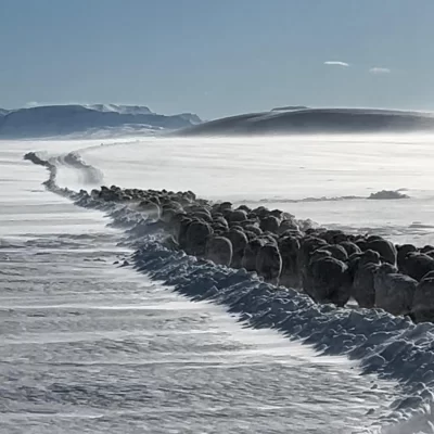 Santa Cruz: cómo se recompuso y qué desafíos se plantea un productor local a un año de la gran nevada Santa Cruz: cómo se recompuso y qué desafíos se plantea un productor local a un año de la gran nevada
