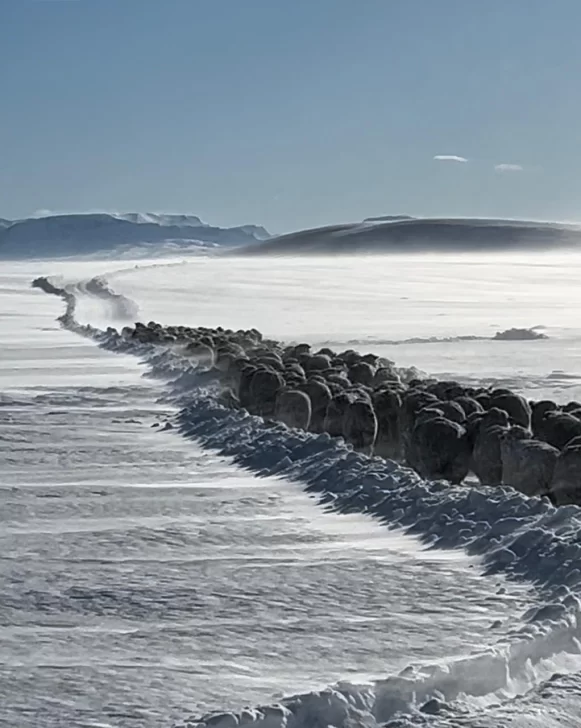 Santa Cruz: cómo se recompuso y qué desafíos se plantea un productor local a un año de la gran nevada
