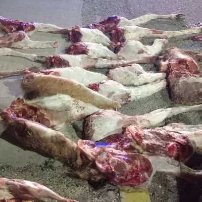 Decomisaron carne de guanaco y corderos faenados durante un operativo nocturno