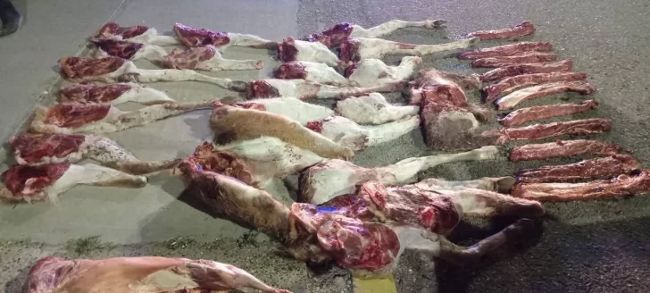 Decomisaron carne de guanaco y corderos faenados durante un operativo nocturno