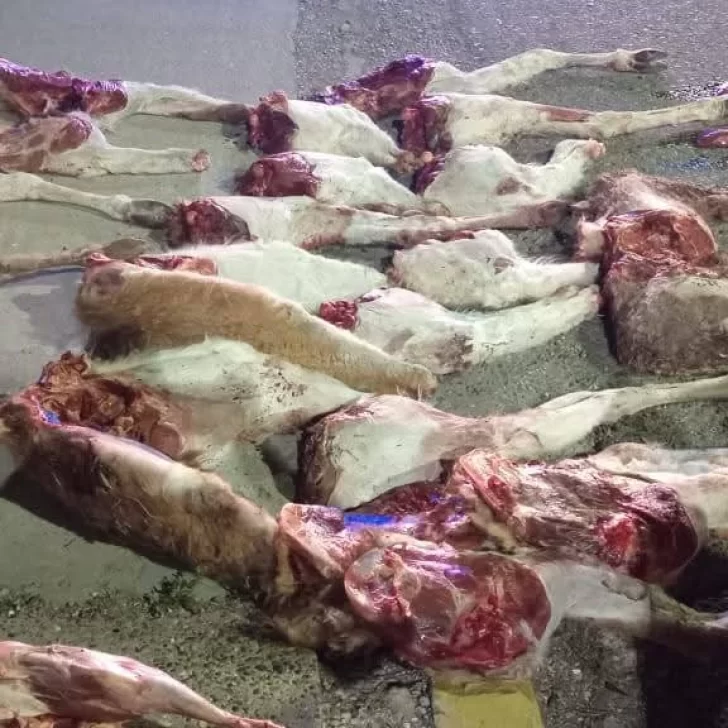 Decomisaron carne de guanaco y corderos faenados durante un operativo nocturno