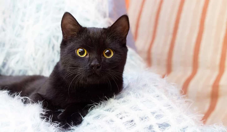 Halloween: por qué no se dan los gatos negros en octubre