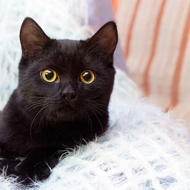 Halloween: por qué no se dan los gatos negros en octubre Halloween: por qué no se dan los gatos negros en octubre