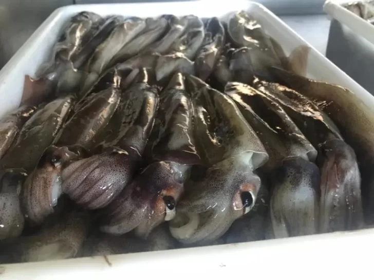 El calamar illex fue la estrella de la pesca en 2025: mucha cantidad y buenos precios. El calamar illex fue la estrella de la pesca en 2025: mucha cantidad y buenos precios.