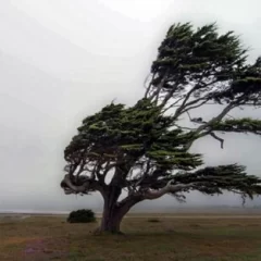 Santa Cruz restringe la circulación por fuertes ráfagas: rutas afectadas y recomendaciones oficiales