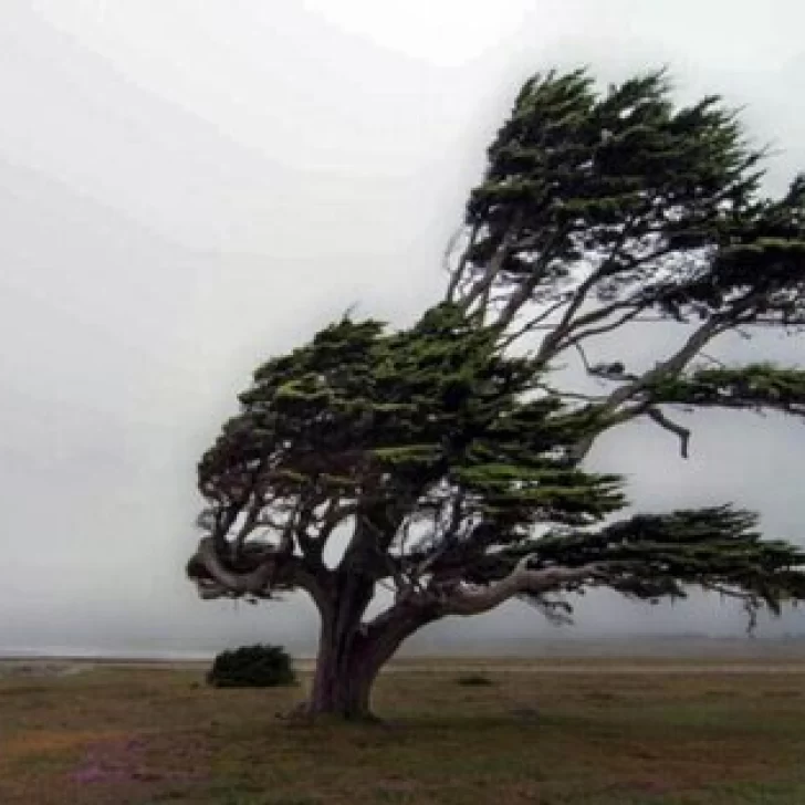 Santa Cruz restringe la circulación por fuertes ráfagas: rutas afectadas y recomendaciones oficiales Santa Cruz restringe la circulación por fuertes ráfagas: rutas afectadas y recomendaciones oficiales