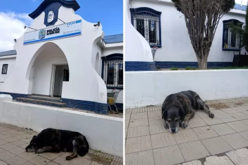 ¿Quién es “La Gorda”, la perra estrella de cada elección? ¿Quién es “La Gorda”, la perra estrella de cada elección?