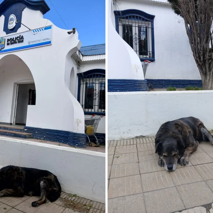 ¿Quién es “La Gorda”, la perra estrella de cada elección? ¿Quién es “La Gorda”, la perra estrella de cada elección?