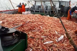 Calidad auténtica: el langostino argentino fue certificado por el MSC