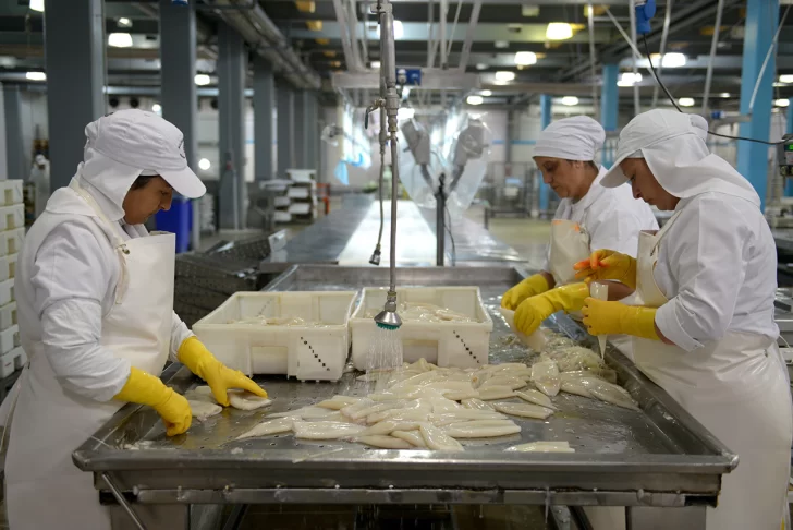 planta_calamar-728x486