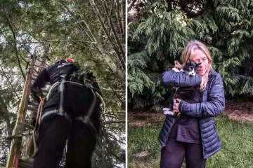 Gatito atrapado en un árbol fue rescatado por bomberos en Río Gallegos