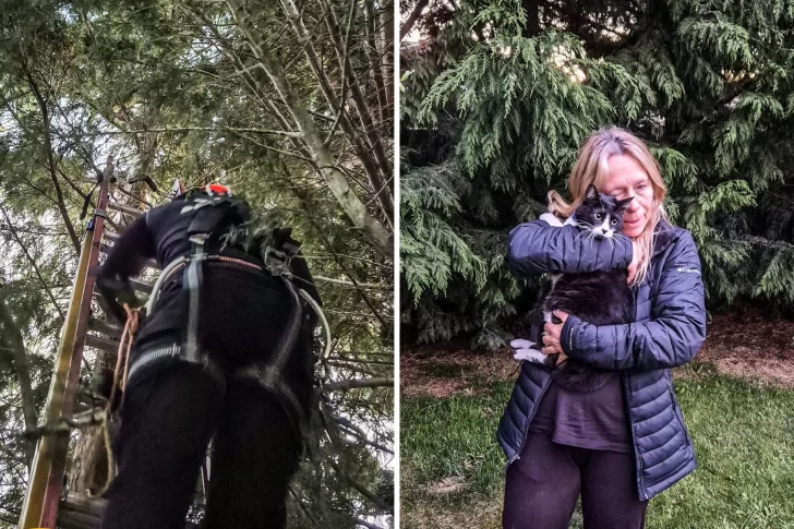 Gatito atrapado en un árbol fue rescatado por bomberos en Río Gallegos