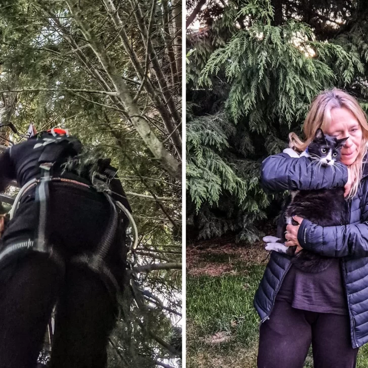 Gatito atrapado en un árbol fue rescatado por bomberos en Río Gallegos
