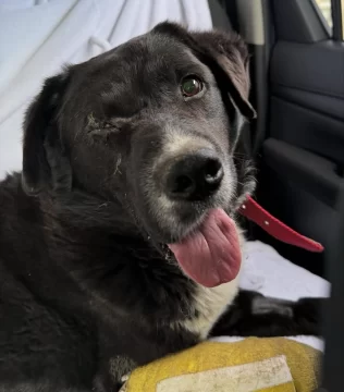 Roco, el perro que perdió un ojo tras ser atropellado, sigue buscando un hogar Roco, el perro que perdió un ojo tras ser atropellado, sigue buscando un hogar