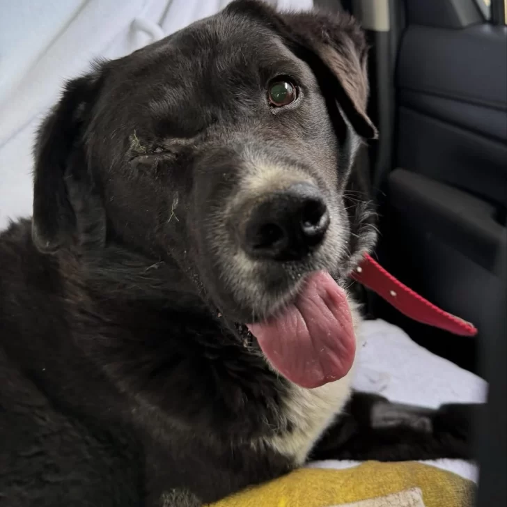 Roco, el perro que perdió un ojo tras ser atropellado, sigue buscando un hogar Roco, el perro que perdió un ojo tras ser atropellado, sigue buscando un hogar