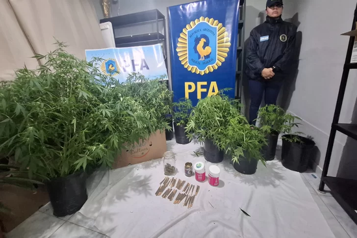  Algunas de las plantas incautadas durante el procedimiento. FOTO: FISCALES