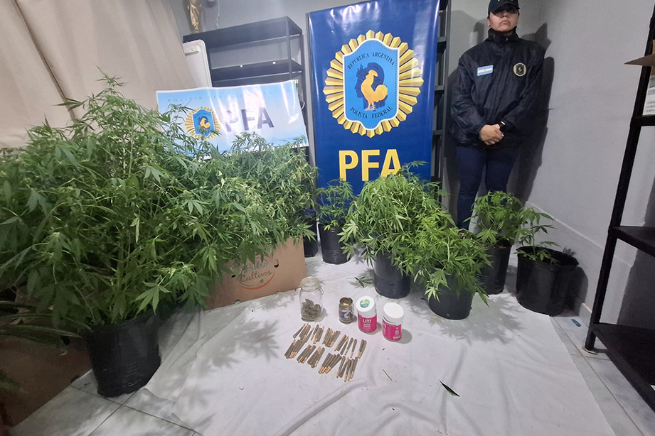  Algunas de las plantas incautadas durante el procedimiento. FOTO: FISCALES