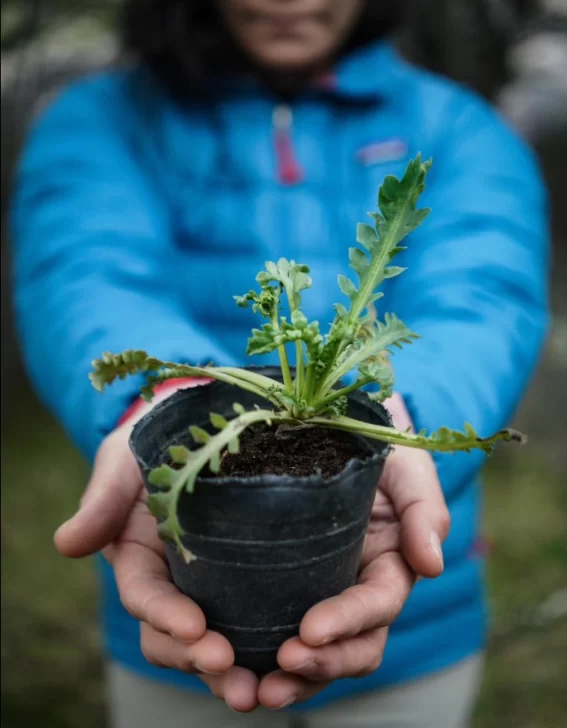  El proyecto de El Chaltén había superado la etapa clasificatoria de la que participaron 340 proyectos de diferentes países.
