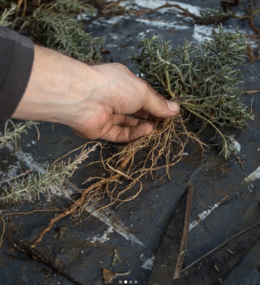  Se busca revalorizar los espacios naturales y producir plantas nativas para restaurar áreas que hayan sido degradadas por uso público.