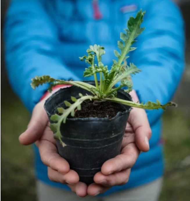  El financiamiento para la Fundación alcanza para el invernadero. El desafío será sostenerlo en el tiempo.