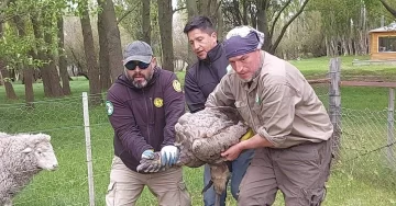 Rescataron un cóndor andino con signos de intoxicación