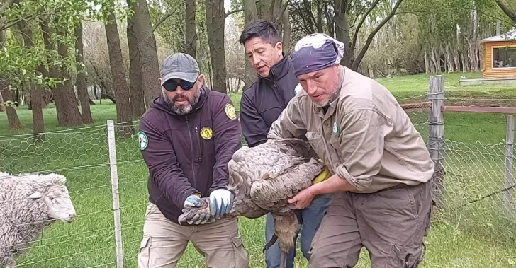 Rescataron un cóndor andino con signos de intoxicación