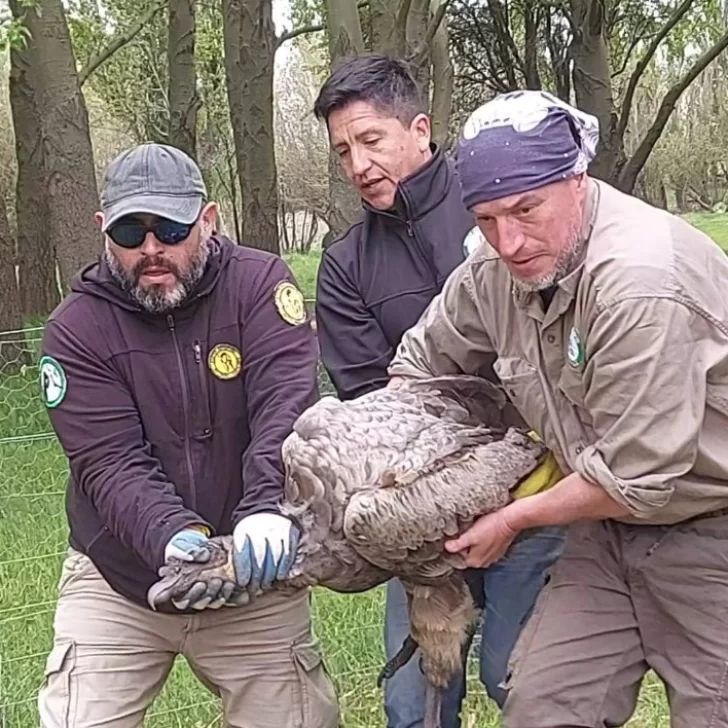 Rescataron un cóndor andino con signos de intoxicación