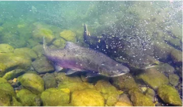 Científicos del CONICET- CENPAT investigan cómo el salmón Chinook se desarrolló desde Santa Cruz hacia toda la Patagonia Científicos del CONICET- CENPAT investigan cómo el salmón Chinook se desarrolló desde Santa Cruz hacia toda la Patagonia