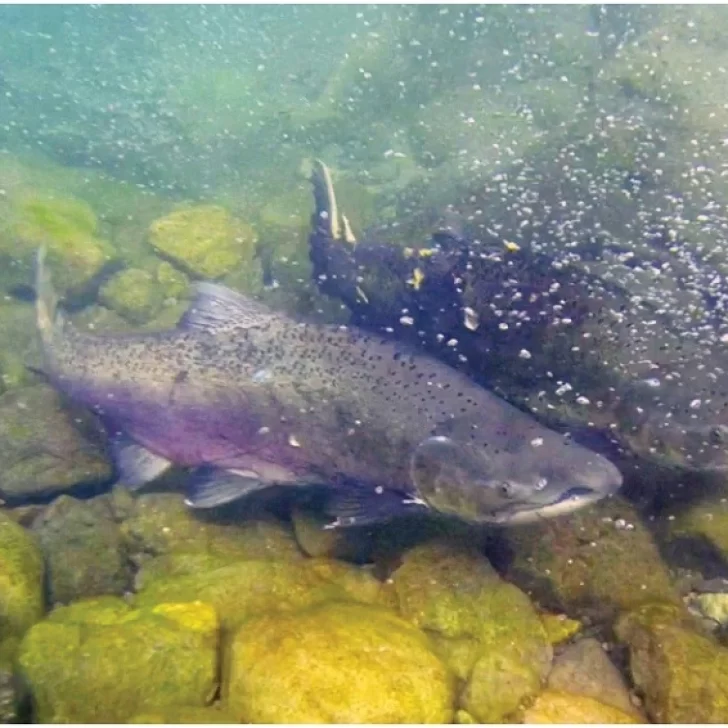 Científicos del CONICET- CENPAT investigan cómo el salmón Chinook se desarrolló desde Santa Cruz hacia toda la Patagonia Científicos del CONICET- CENPAT investigan cómo el salmón Chinook se desarrolló desde Santa Cruz hacia toda la Patagonia