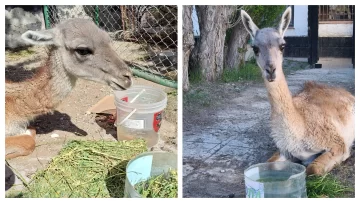 Murió “Guani”, el guanaco rescatado por proteccionistas en Las Heras