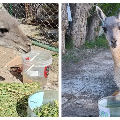 Murió “Guani”, el guanaco rescatado por proteccionistas en Las Heras