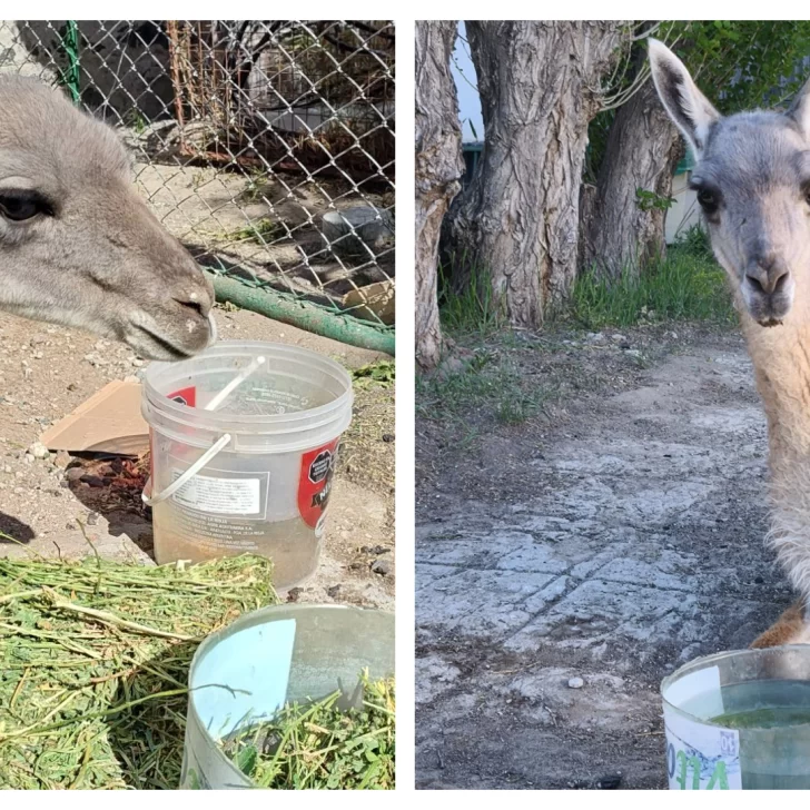 Murió “Guani”, el guanaco rescatado por proteccionistas en Las Heras